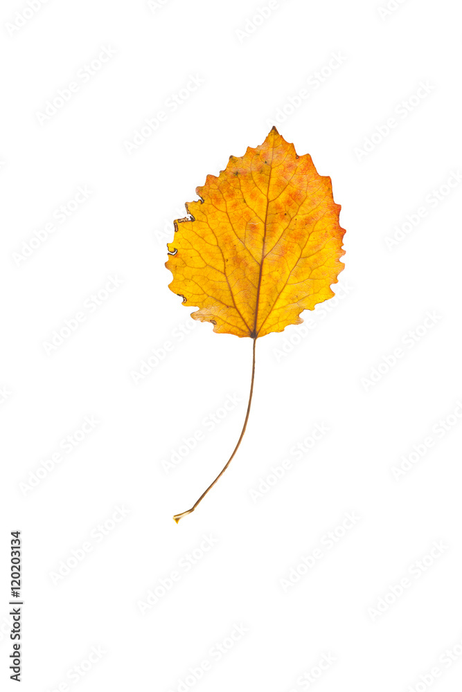 autumn leaves, photographed in the studio on a white background
autumn leaves, photographed in the studio on a white background