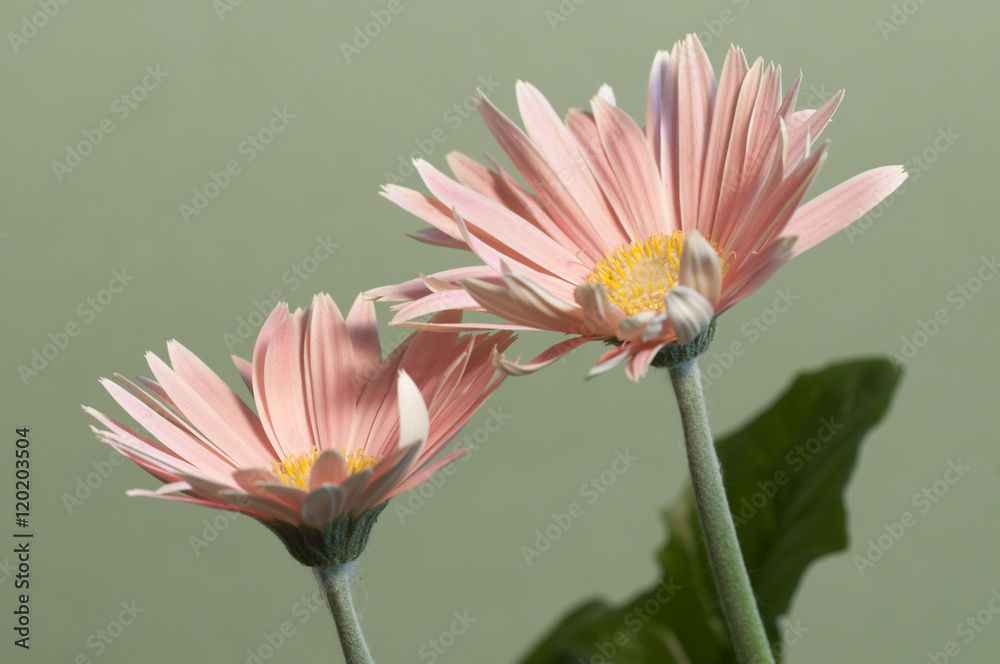 Φωτογραφία Camomille flowers