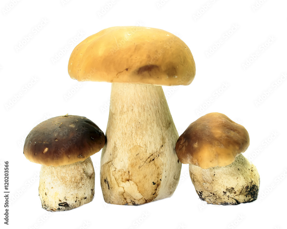 Boletus edulis, king bolete, isolated on white background. Close up. Boletus edulis, king bolete, isolated on white background. Close up.