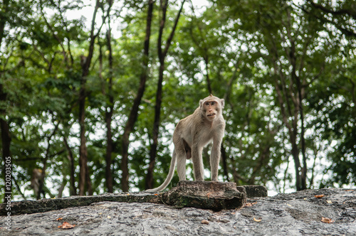 monkey sits on the stone and eats