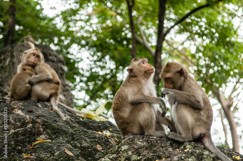 monkey sits on the stone and eats © stockphotopluak