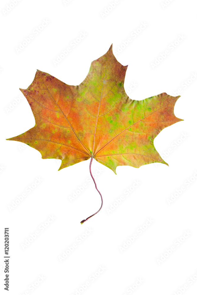 autumn leaves, photographed in the studio on a white background
