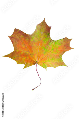 autumn leaves, photographed in the studio on a white background 