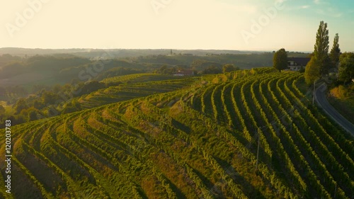 Aerial point of view along grape lines on the hills

