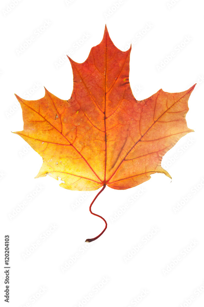 autumn leaves, photographed in the studio on a white background
autumn leaves, photographed in the studio on a white background