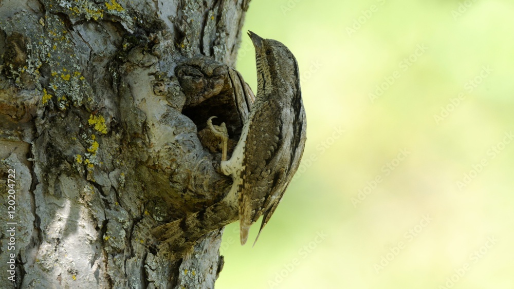 Obraz premium wryneck
