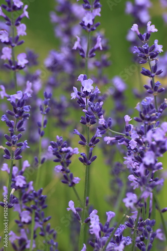 Lavender flowering 