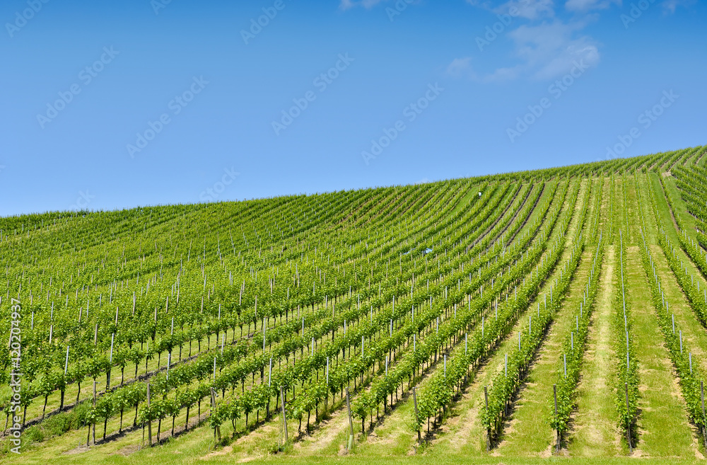 verdant vineyard landscape against blue sky