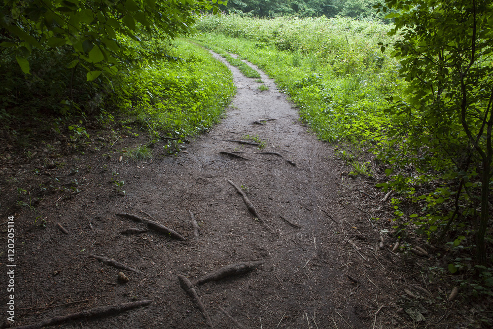 A path from the forest opening into the meadow. Darkness to light. Uncovered tree roots. A path from the forest opening into the meadow. Darkness to light. Uncovered tree roots.