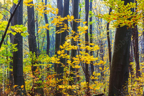 Autumn forest in Transylvania