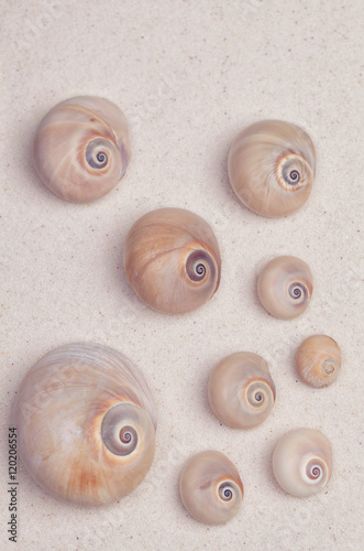Sea shells on a white sand