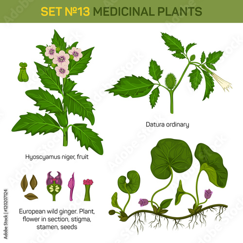 Hyoscyamus niger and european wild ginger or snakeroot, broad-level asarum canadense, datura or devil’s trumpets, moonflower stems and flowers, bush. May be used for medicinal or herbal, nature theme
