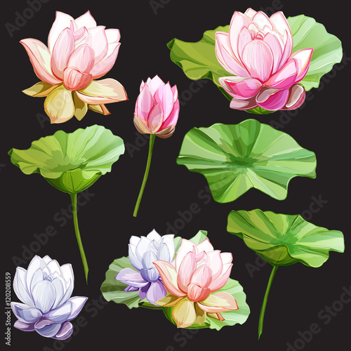 Fototapeta Naklejka Na Ścianę i Meble -  Set of lotus. Two flowers with bud and leaves. Hand drawn. Can be used in design purpose. Vector stock.