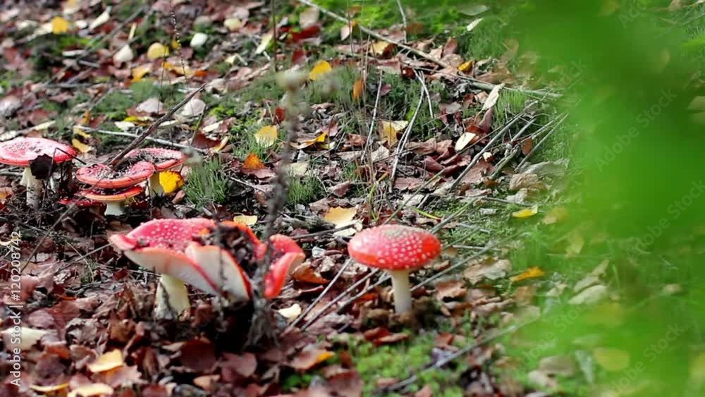 Beautiful mushrooms growing among the autumn leaves.