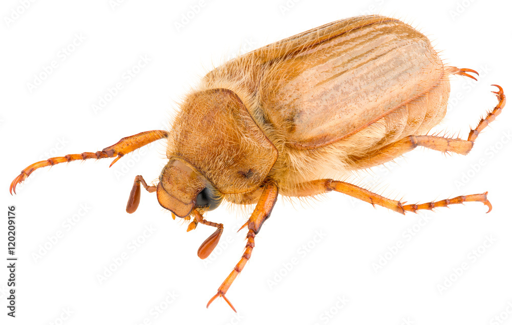 Amphimallon solstitiale or summer chafer beetle or European june