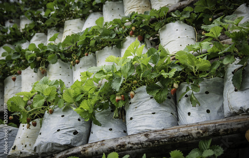 strawberry fruits in growth at garden