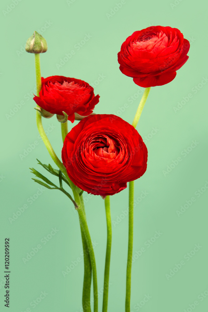 Arrangement of lovely red ranunculus flowers