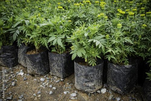 Trees in bags For moving © stockphotopluak