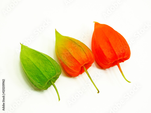 Three colorful physalis photo