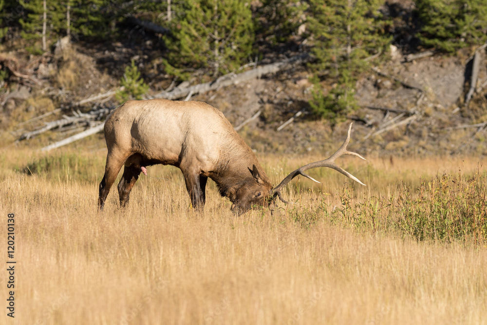Fotografie Rutting Bull Elk