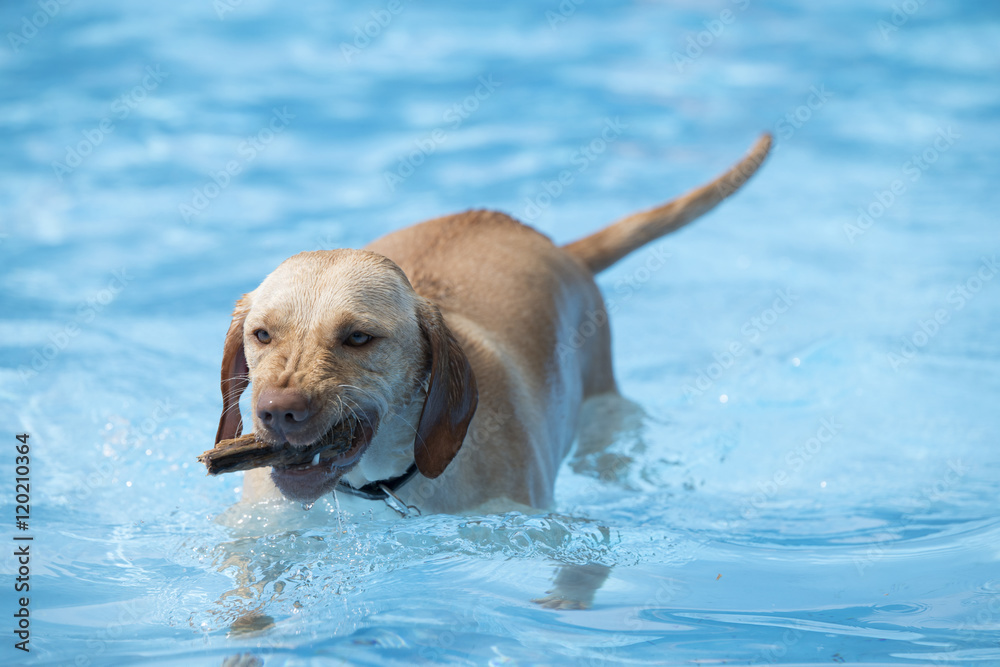 Dog, fetching wood from swimming pool Dog, fetching wood from swimming pool