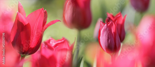 Fototapeta Naklejka Na Ścianę i Meble -  red tulips banner bokeh