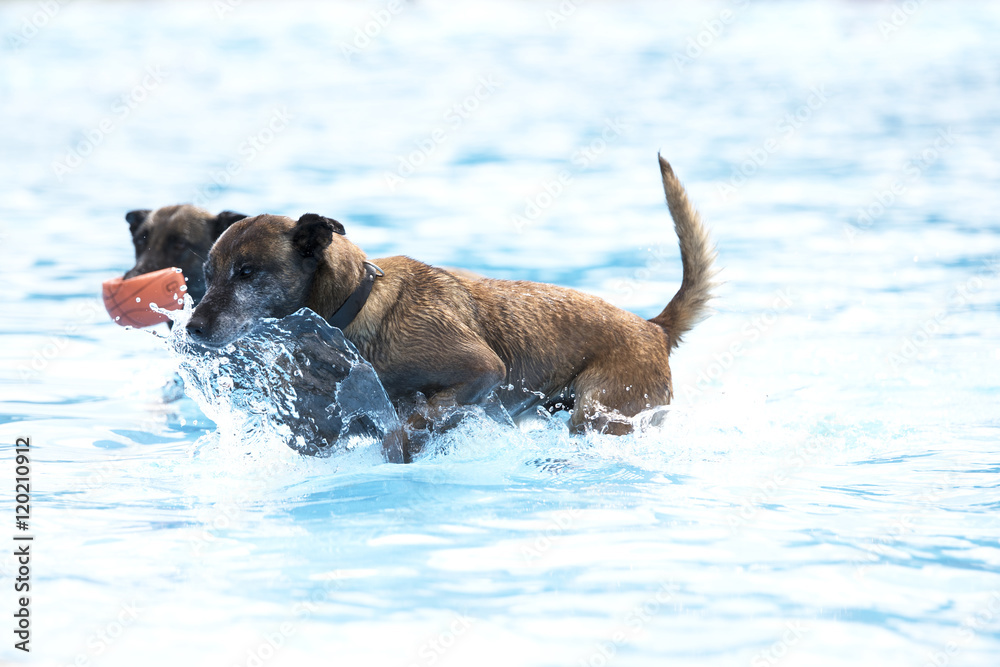 Two dogs in swimming pool, Belgian Shepherd Malinois