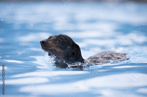 Dog, Dachshund, swimming in blue water