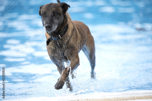 Dog, Belgian Shepherd Malinois, coming out of a swimming pool