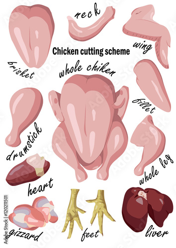 Chicken or raw hen cutting meat, offal scheme parts of carcass: