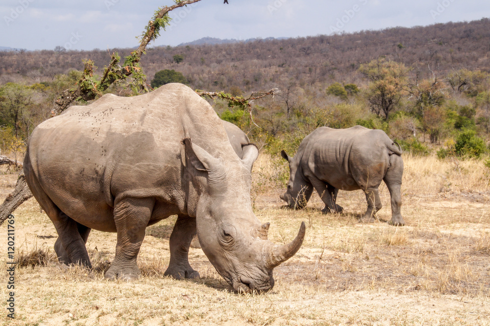 Naklejka premium Rhino in Kruger National Park, South Africa