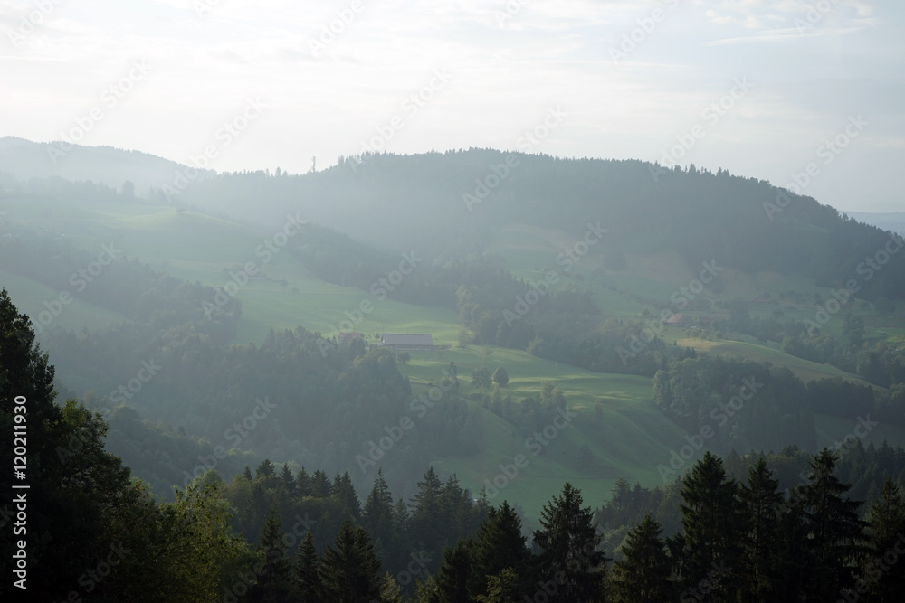 Fog and forest