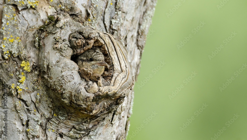 Fototapeta premium wryneck
