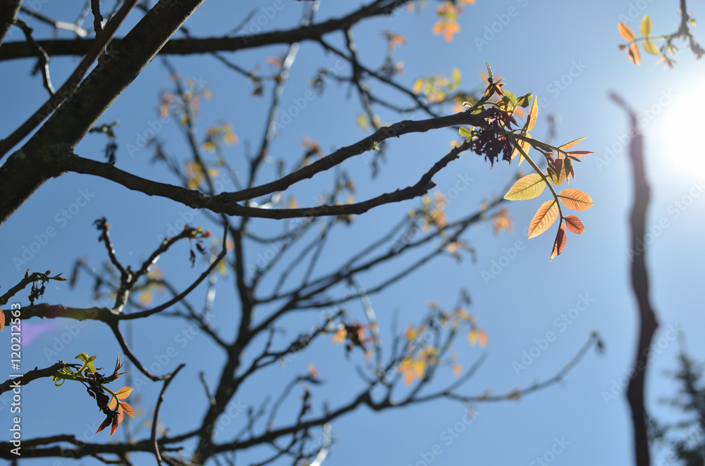 Branches and young leaves structure in springtime at back light Branches and young leaves structure in springtime at back light