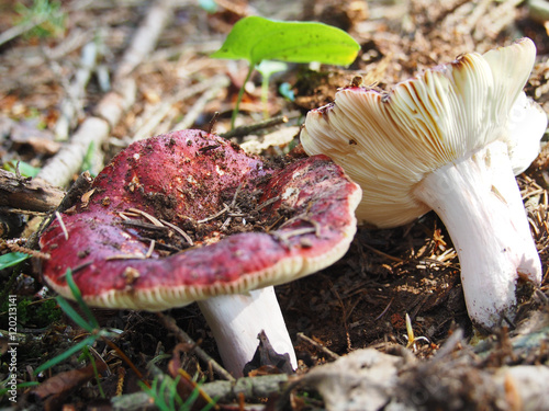 Two Forest Mushrooms