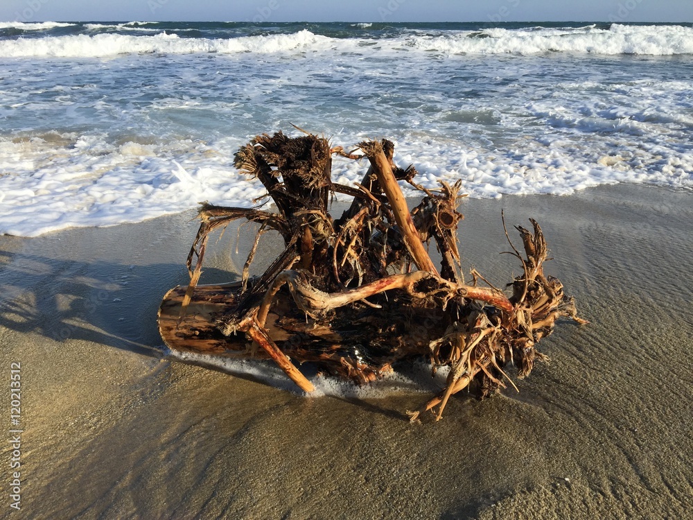 FLOTSAM
The photo of this driftwood was taken on the shore of the Mediterranean Sea near La Favière, French Riviera. FLOTSAM
The photo of this driftwood was taken on the shore of the Mediterranean Sea near La Favière, French Riviera.