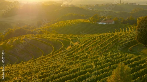 Aerial detailed passing over grapevine slopes at sunset autumn time
