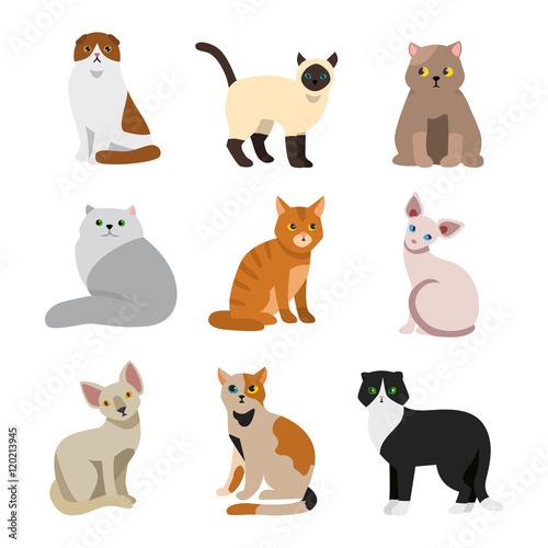 Slika na platnu Cat breeds cute pet animal set vector illustration