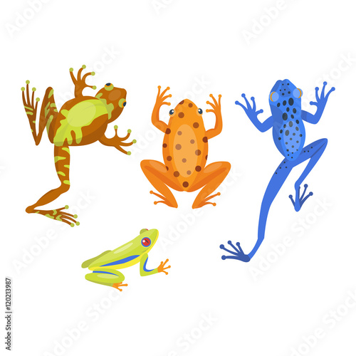 Frog cartoon tropical animal and green frog cartoon nature icons. Funny frog cartoon collection vector illustration. Green, wood, red toxic frogs flat syle isolated on white background