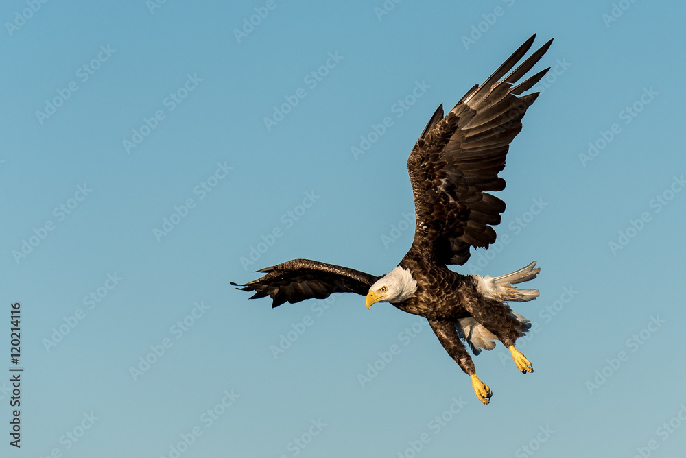 Obraz premium Bald Eagle in Mid-Dive