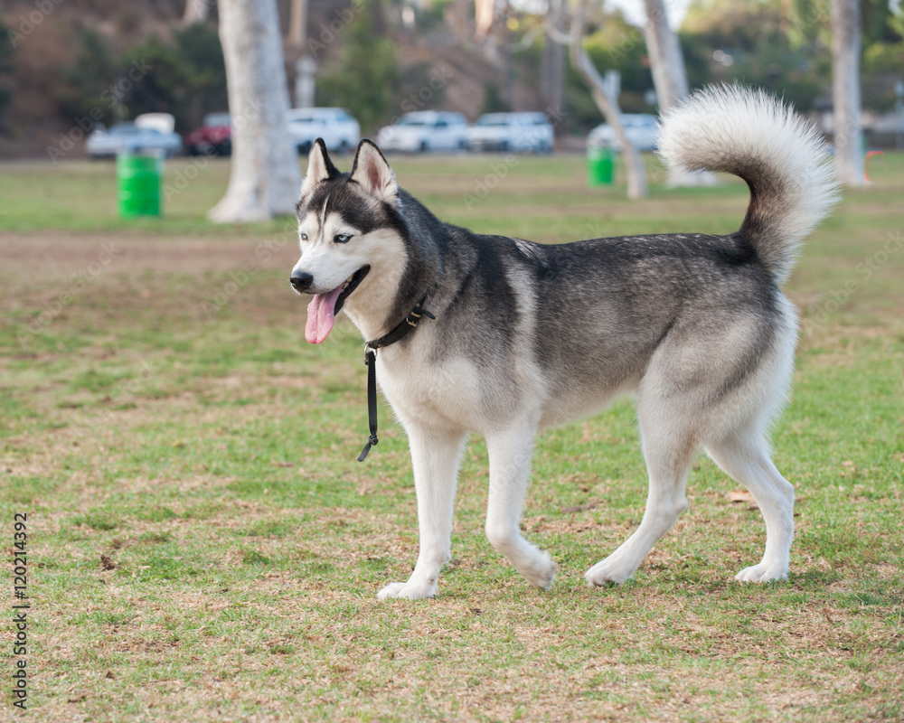Black and white Siberian Husky dog smiling while looking across grassy park. 