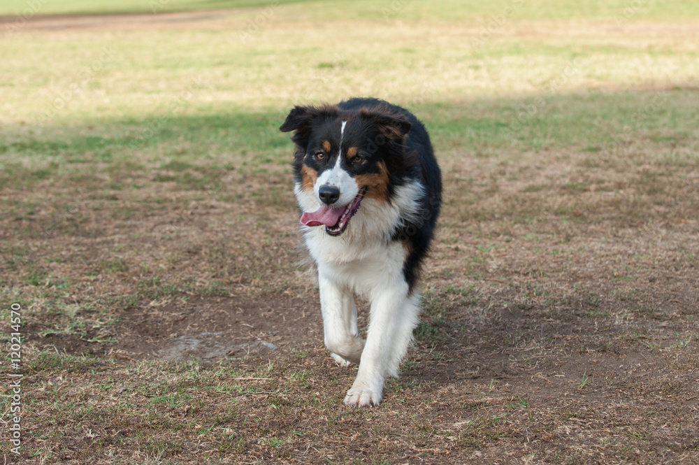 Australian Shepard dog smiling while returning the thrown ball at park.