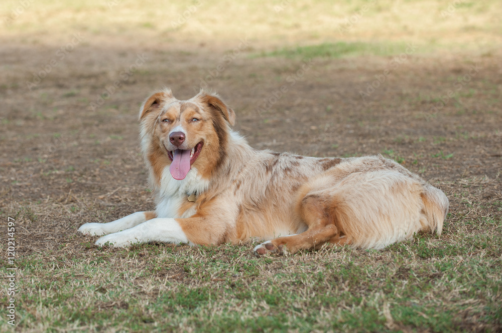 Red Merle Australian Shepard dog smiling while lying in the grass at park. Red Merle Australian Shepard dog smiling while lying in the grass at park.