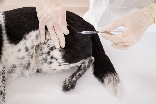 Vet Giving An Injection To Dog