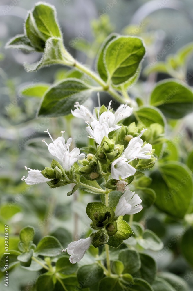 Weißer griechischer Oregano (Oreganum heracleoticum) Weißer griechischer Oregano (Oreganum heracleoticum)