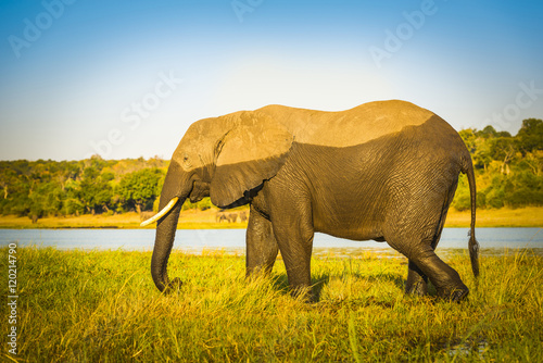 Elephant With Water Mark