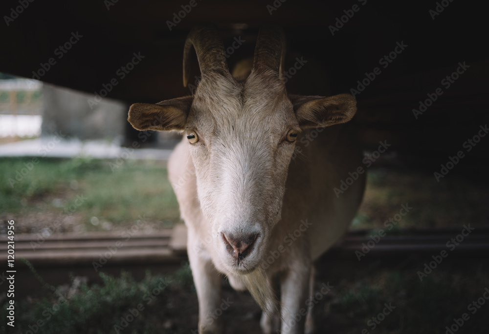 portrait muzzle goat