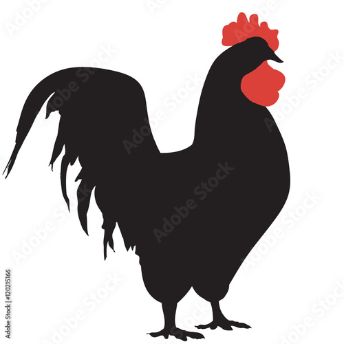 Silhouette of a rooster-vector. Chicken 