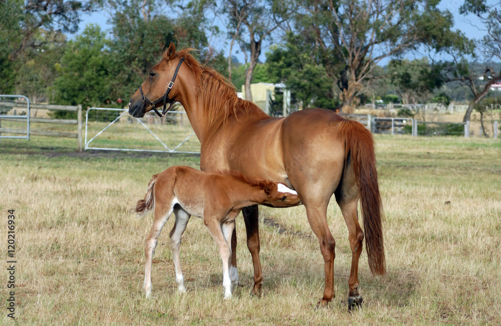Australian Stock Horse cross and foal. Australian Stock Horse cross and foal.
