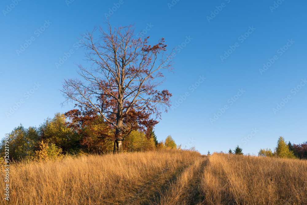 Autumn landscape with a road in the dry grass Autumn landscape with a road in the dry grass